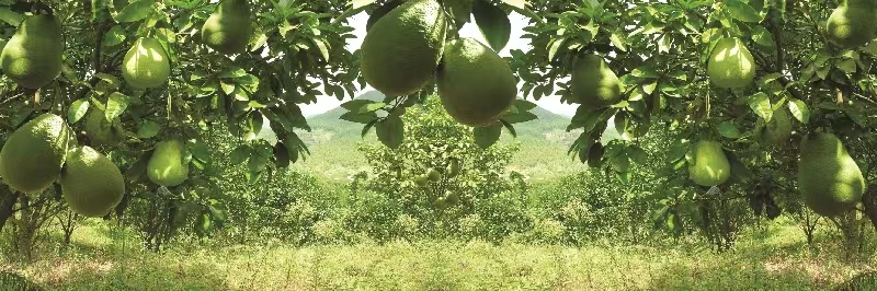 紅心柚照片 5.jpg